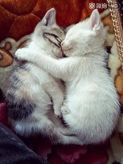 两只小萌猫抱在一起睡午觉,太可爱了!