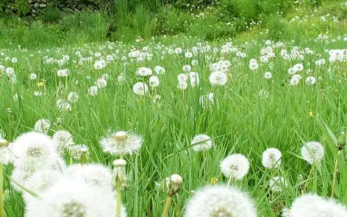 好看的蒲公英植物图片桌面壁纸