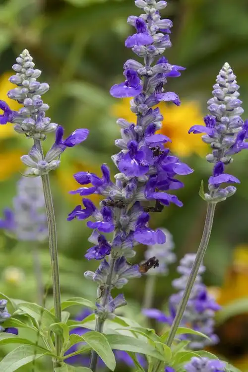 蓝花鼠尾草vv首发