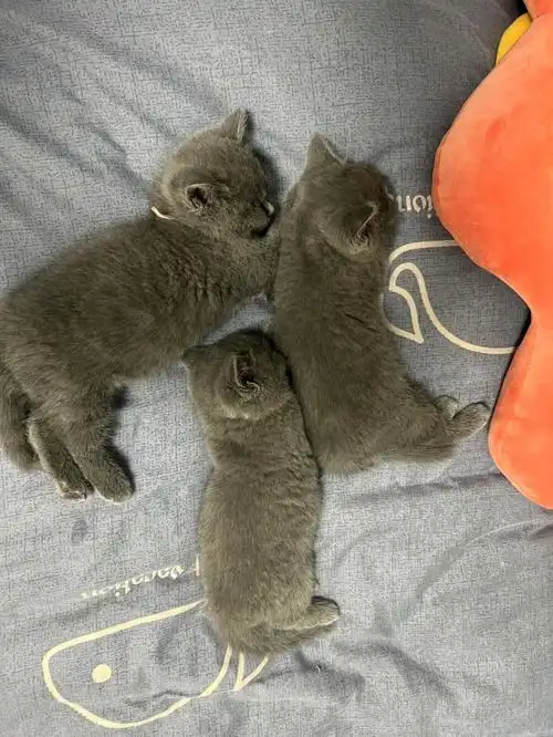 蓝猫虎斑喜欢的联系哦