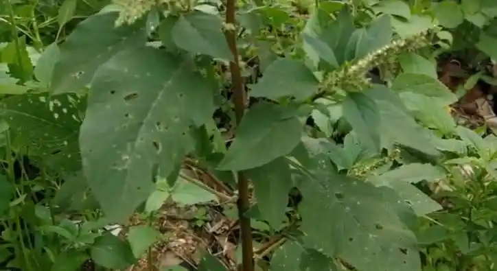 山坡上有种草叫白骨刺苋,根似"大葱"是一种食药兼具的中草药