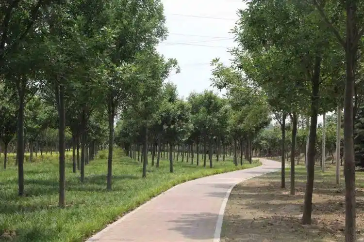 什么样的树才是好的行道树