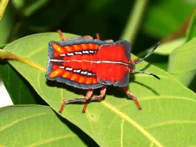 开花着果期荔枝打怪史