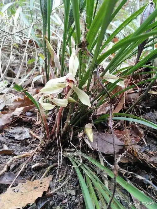 罗田兰花草,越长越清香
