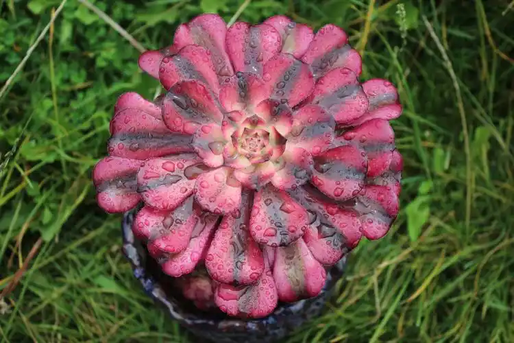 法师红颜多肉植物老桩缀化花盆美杜莎红腹轮水墨画多肉植物
