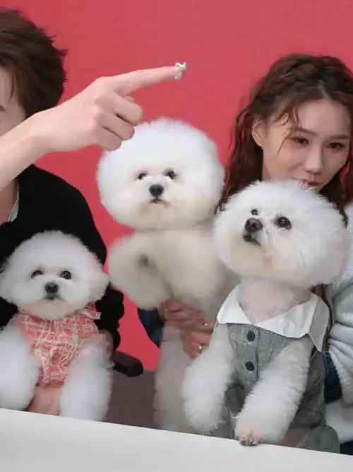 比熊  #李佳琦  #奈娃陪你  #薯队长