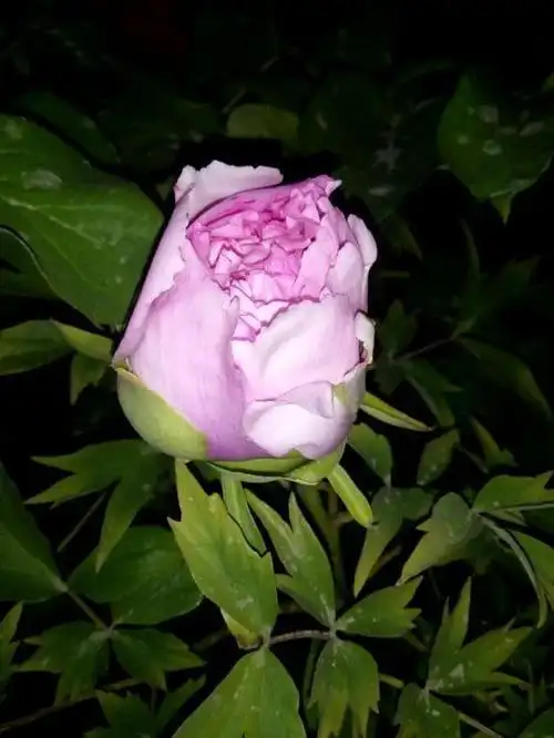 【银红巧对】盆栽,首花,从花苞到开花多图