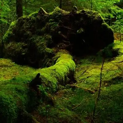 清新头像森系图片森林气息高清照片