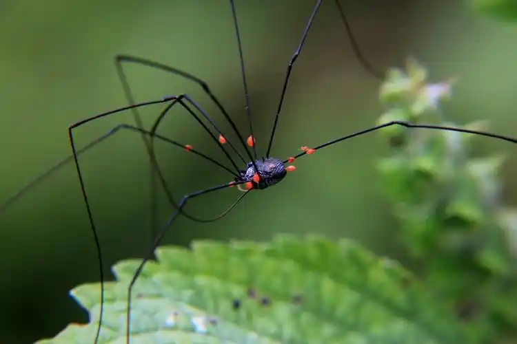 6祖师顶徒步拍摄活动---长腿蜘蛛