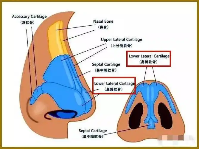 蓝色色块为鼻翼软骨