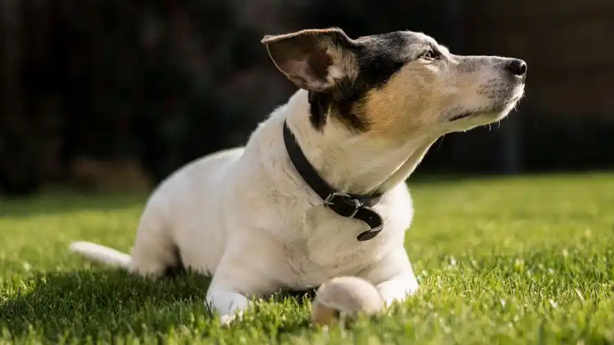 杰克罗素梗犬图片桌面壁纸_可爱的杰克罗素梗犬壁纸图片_三千图片网