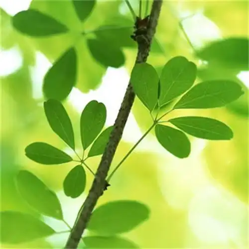 微信最吉利的好看头像风水好聚财转运的最吉利头像图片