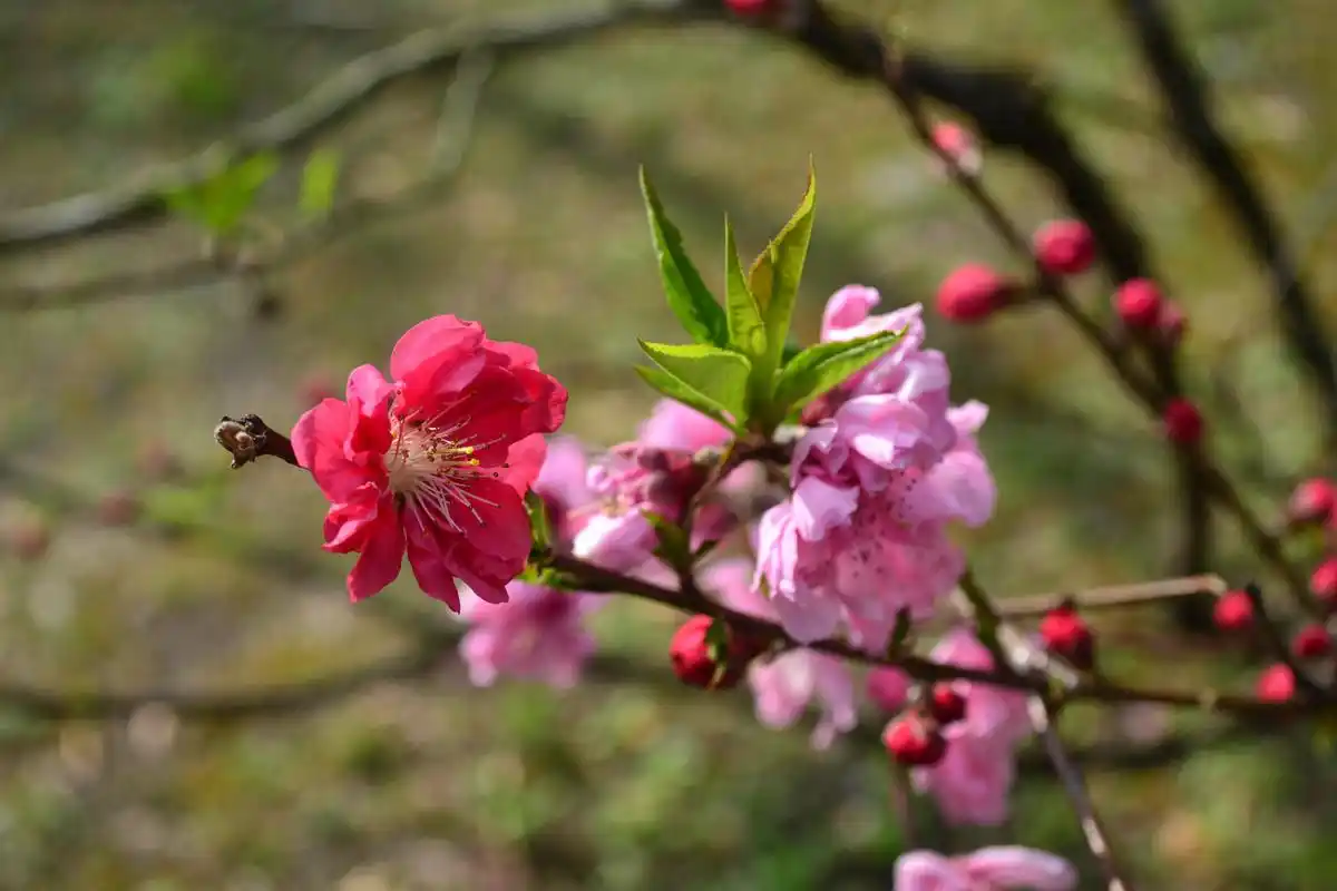 好运双拼#被粉白双拼的桃花惊艳到了#快来领取#双色桃花壁纸#将春天