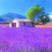 唯美微信紫色花头像点击鼠标右键下载