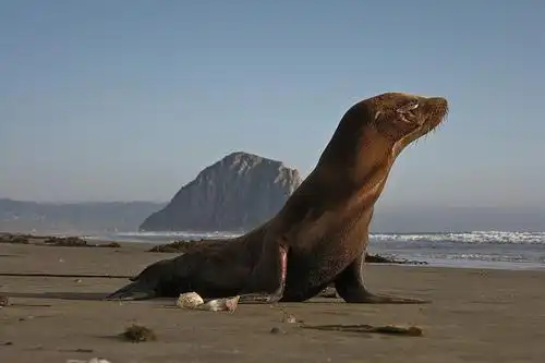 3 of 5 distressed sea lion pup morro strand