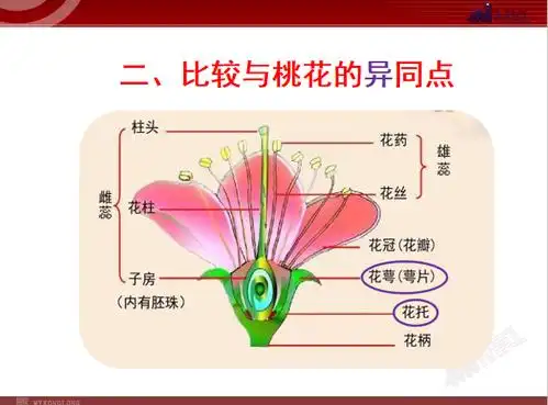 对比分析不同花结构的异同点和作用.
