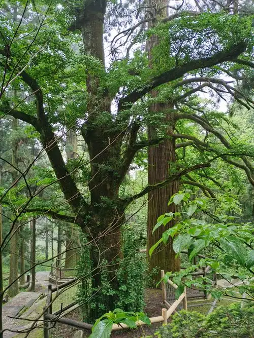 庐山一一三宝树