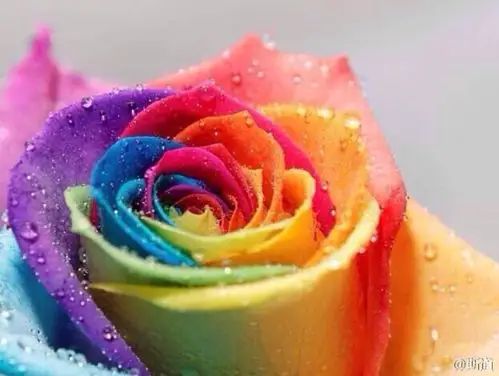 七彩玫瑰,由荷兰的peter van de werken所拥有的花卉公司推出的一种