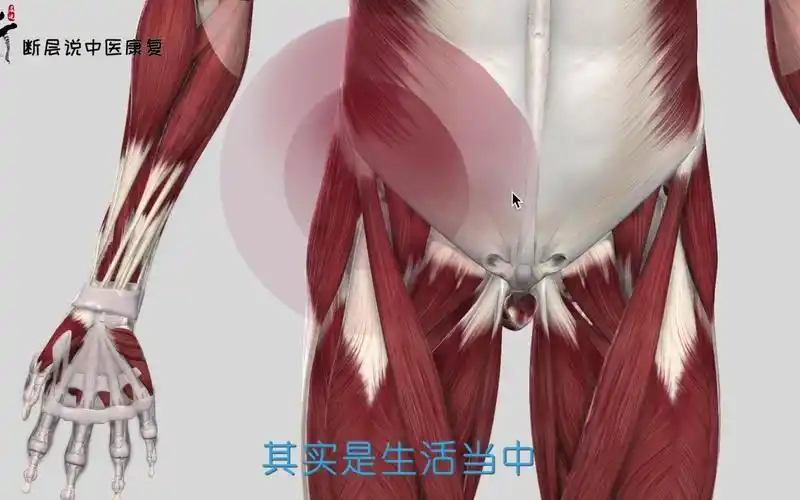 活动作品腹股沟疼痛大腿根痛怎么办这三组肌肉做手法和康复必备干货