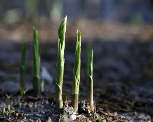 吕大振专辑 《春》