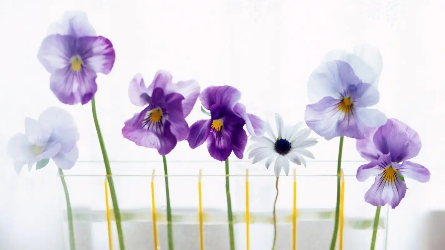 唯美简约小清新花卉植物高清桌面壁纸下载高清大图预览1920x1080_植物