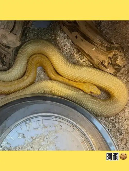 三条辣条都是美人