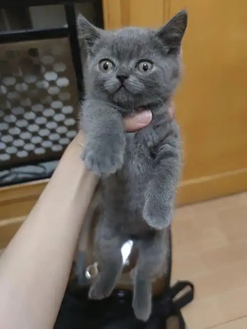 五百块钱买的,帮忙看一下他是不是长得很憨憨#蓝猫 #英短蓝猫