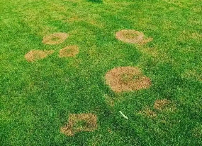 草坪褐斑病正在暴发,如何防病,治病?