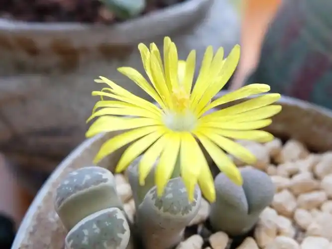 多肉生石花石头开花