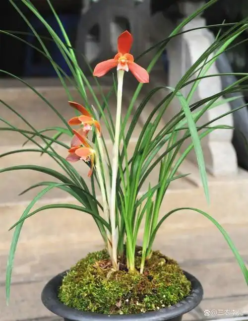 曾经轰动兰展的"极品"兰草,如今实惠平价,荷瓣大花,浓香馥郁