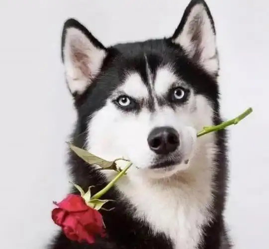 哈士奇幼犬图片(养狗一年) - 赤虎壹号