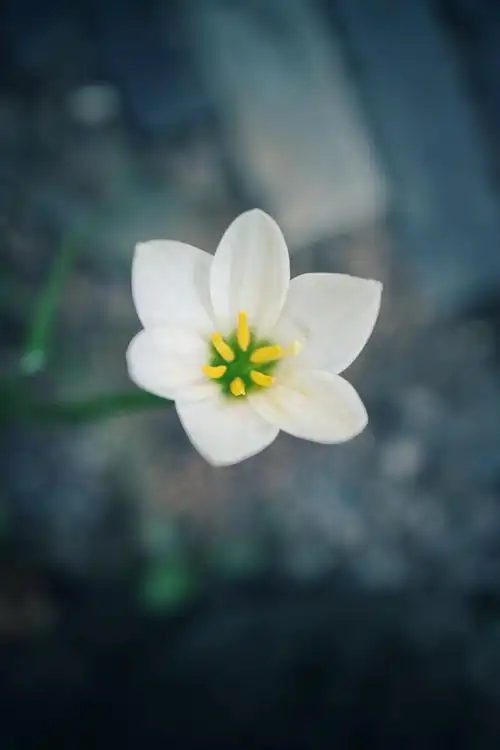 路边的一朵小花