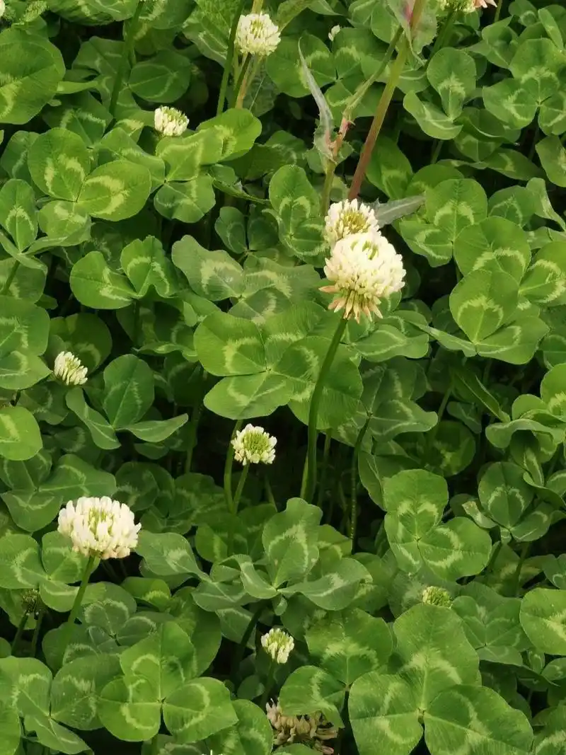 四叶草又名幸运草,学名苜蓿草,是多年生草本植物,一般只有三片小叶子