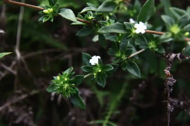 【白马骨】茜草科,白马骨属 - 简书