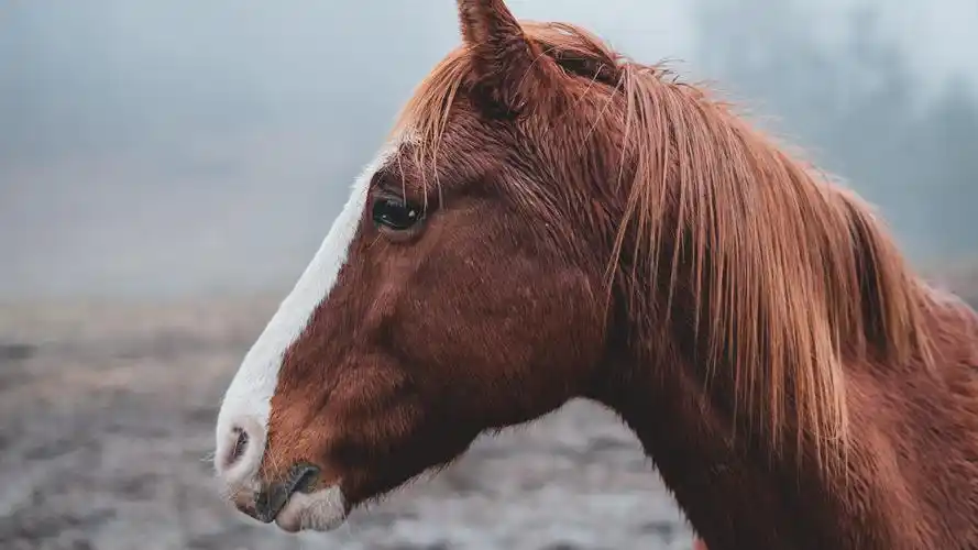 马壁纸【19】(动物静态壁纸) - 静态壁纸下载 - 元气壁纸