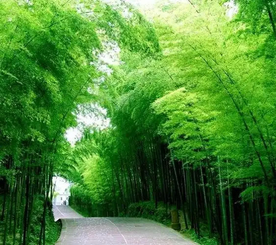 姓氏解竹子头像,姓氏精美头像