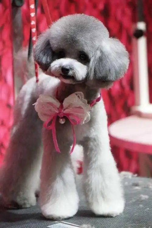 可爱泰迪造型快快收藏