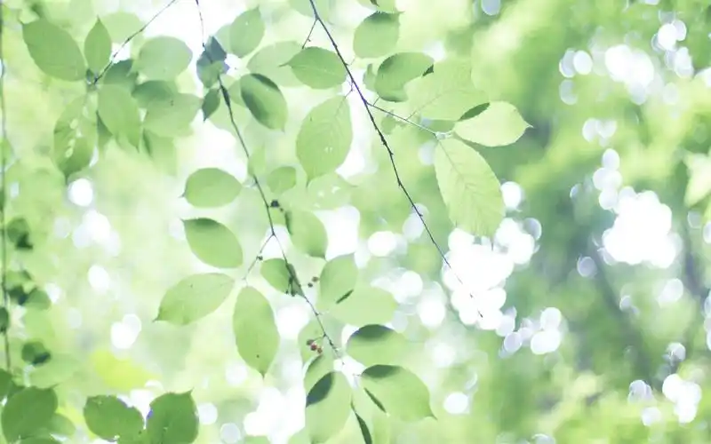 绿色护眼树叶高清桌面壁纸