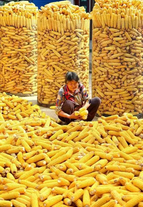 收获的季节一起看沂源大地丰收图景