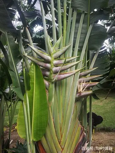 旅人蕉2019年一帆风顺