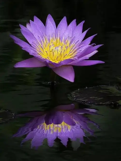 音画诗赏七彩莲花为您盛开