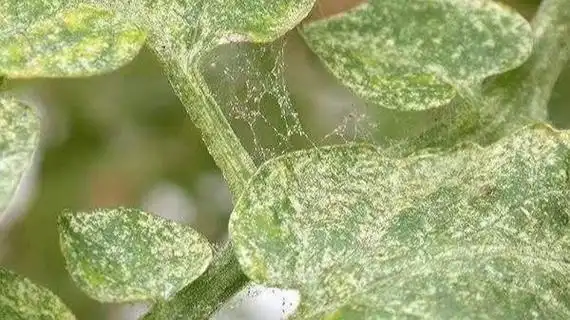 2,果蔬红蜘蛛怎么消灭