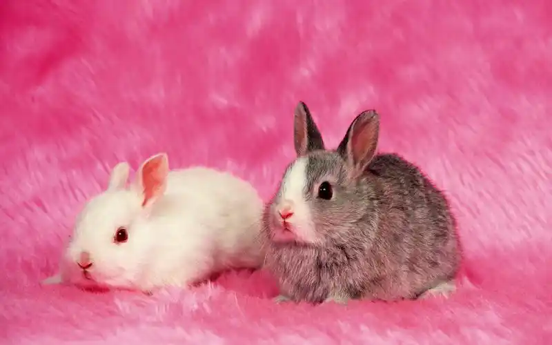 十二生肖之属兔子的爱情之谜 !