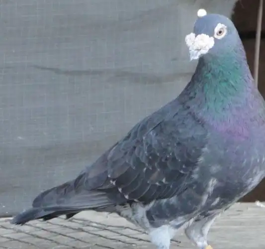 赛鸽,先天遗传和后天养成_鸽子_影响_后代