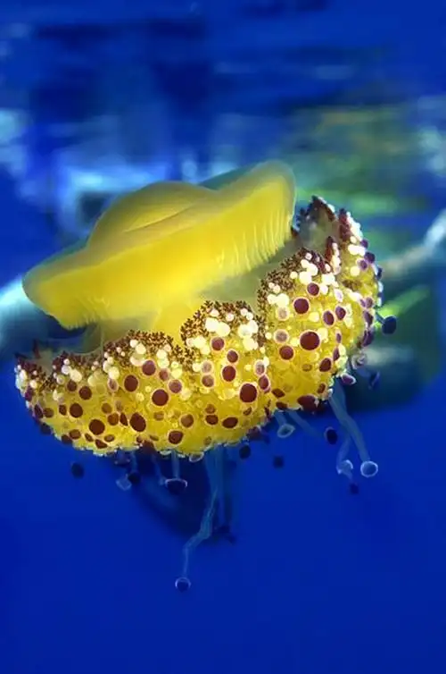 【海洋生物】19张非常漂亮的水母图赏