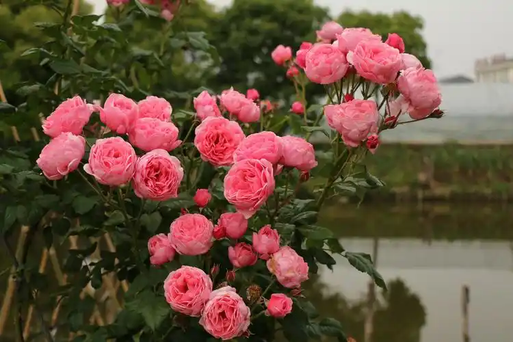 月季满树开花,只因浇了这种水,花开得特别猛,非常大!