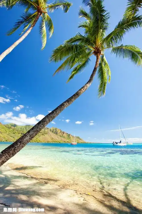 椰子树下的大海图片素材下载(图片id:843670)_-海洋海边-图片素材_ 集