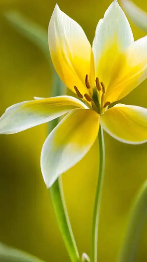 高清花卉微距摄影图片手机壁纸