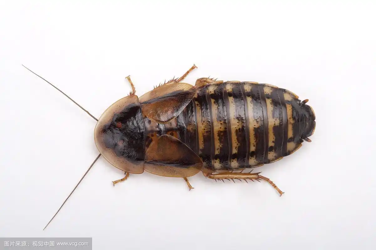 杜比亚蟑螂,爬虫,动物