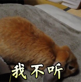 我不听拒绝兔子动物gif动图_动态图_表情包下载_soogif